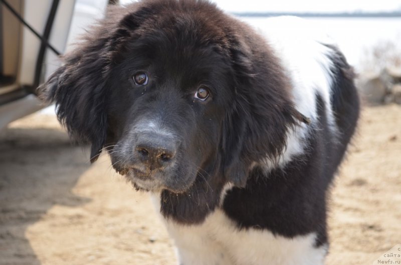 Фото: ньюфаундленд Sent Djons Donna Summer (Сент Джонс Донна Саммер)