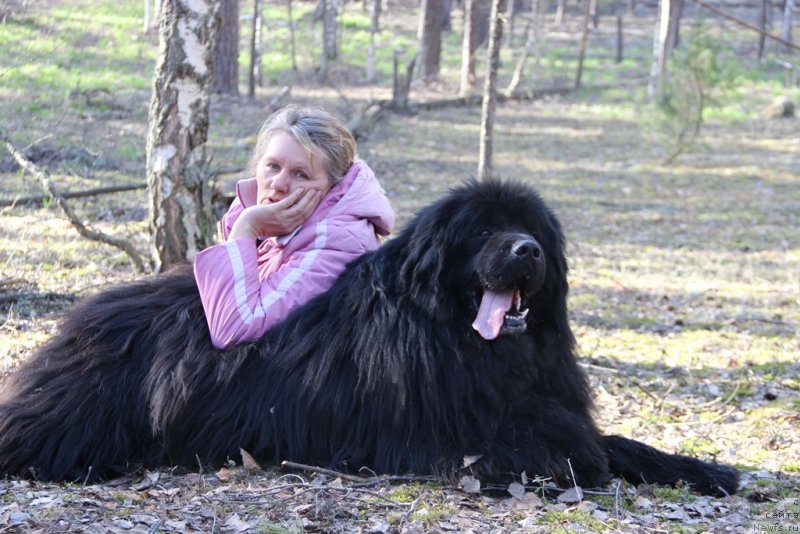 Фото: ньюфаундленд N'yufort Lunnyiy Barhat (Ньюфорт Лунный Бархат), Svetlana Permyakova (Светлана Пермякова)