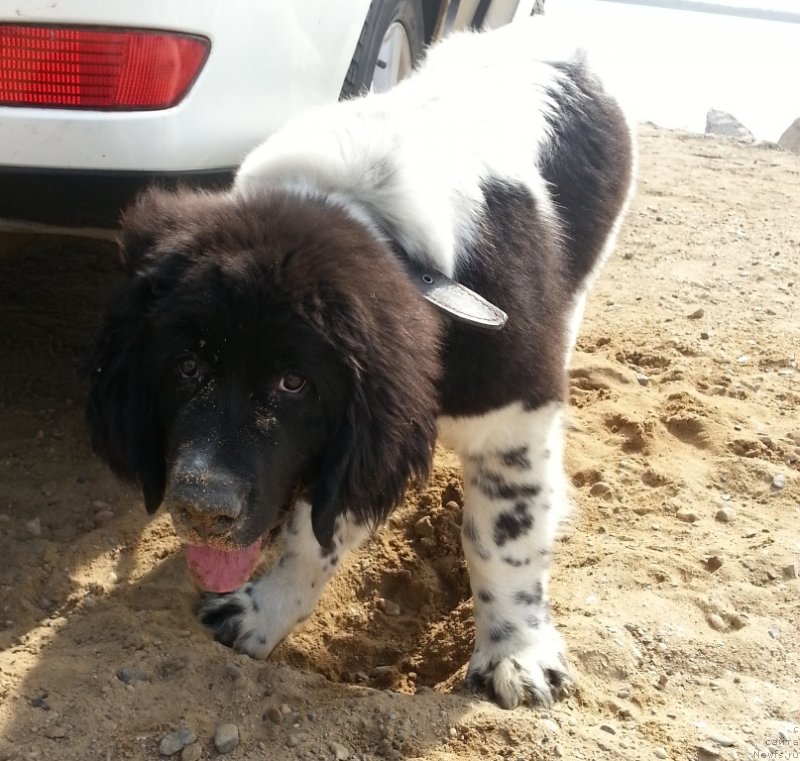 Фото: ньюфаундленд Sent Djons Donna Summer (Сент Джонс Донна Саммер)