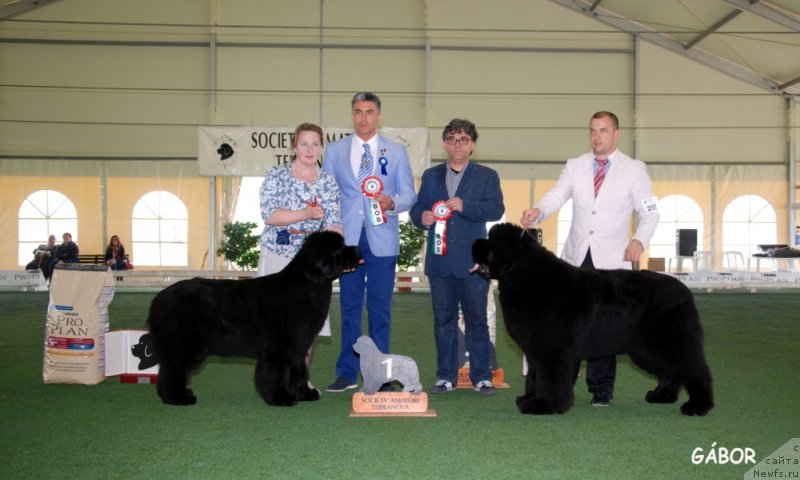 Фото: ньюфаундленд Inside My Heart Midnight Bear, ньюфаундленд King of Helluland Just In Time (King of Helluland Just In Time), Ol'ga Zalivako (Ольга Заливако)