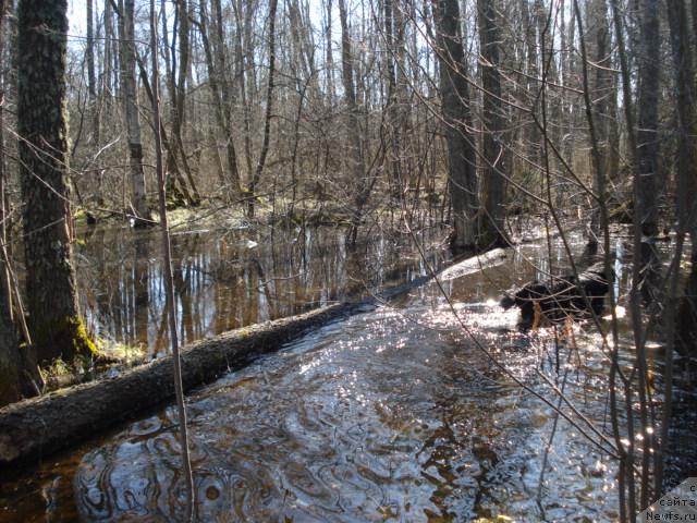 Фотография № 12466