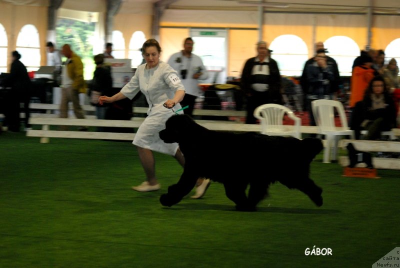 Фото: ньюфаундленд Inside My Heart Midnight Bear, Ol'ga Zalivako (Ольга Заливако)