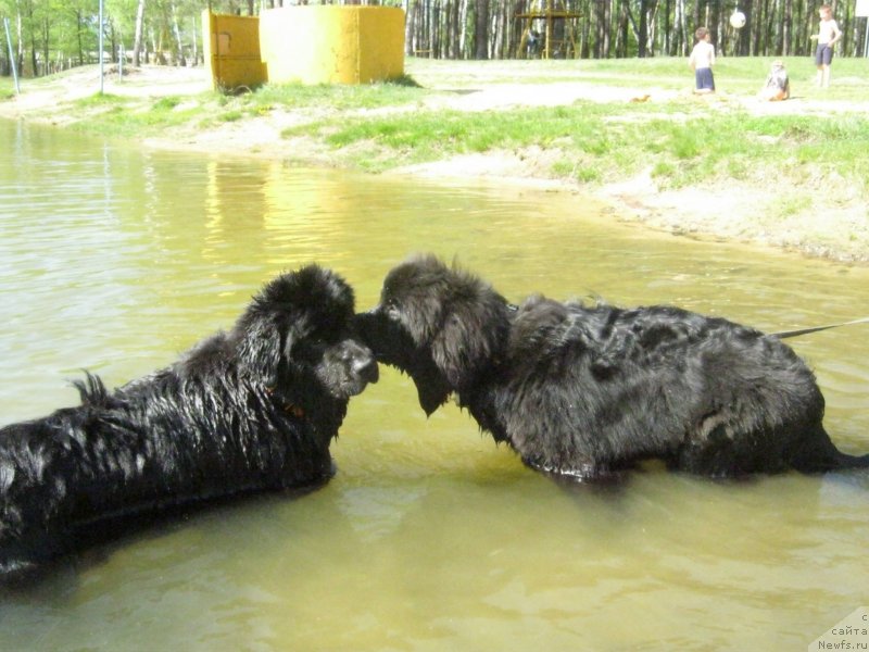 Фото: ньюфаундленд N'yufort Hold Mi Klouz (Ньюфорт Холд Ми Клоуз), ньюфаундленд Sent Djons Ya Shiness (Сент Джонс Я Шинесс)
