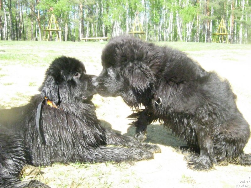 Фото: ньюфаундленд N'yufort Hold Mi Klouz (Ньюфорт Холд Ми Клоуз), ньюфаундленд Sent Djons Ya Shiness (Сент Джонс Я Шинесс)