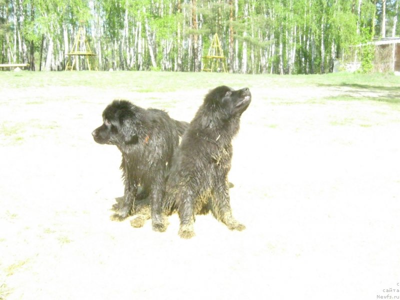 Фото: ньюфаундленд N'yufort Hold Mi Klouz (Ньюфорт Холд Ми Клоуз), ньюфаундленд Sent Djons Ya Shiness (Сент Джонс Я Шинесс)