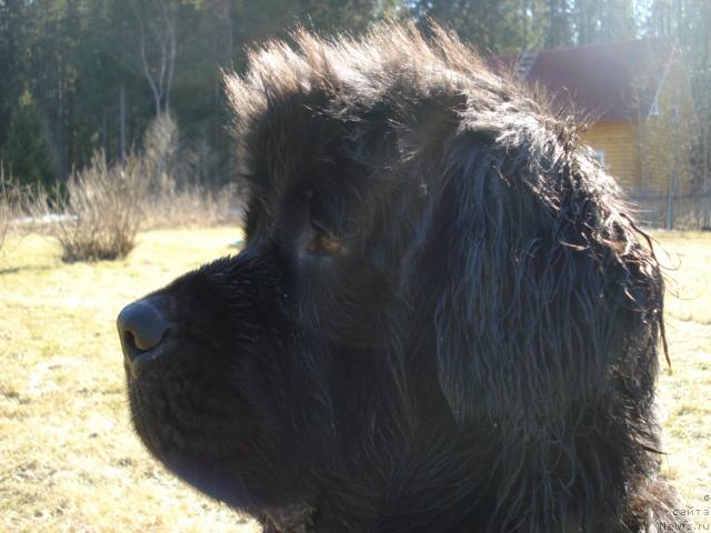 Фотография № 12468