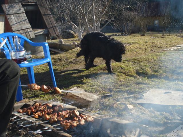 Фото: ньюфаундленд Talula Bell (Талула Белл)