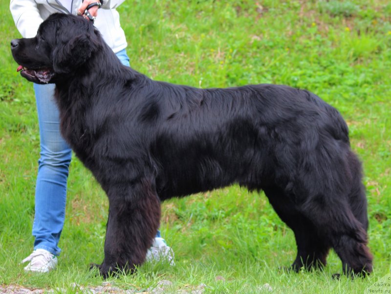 Фото: ньюфаундленд Pitern'yuf Hip-Hop (Питерньюф Хип-Хоп)