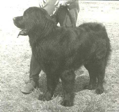Фото: ньюфаундленд Tobbi Gard (Тобби Гард)