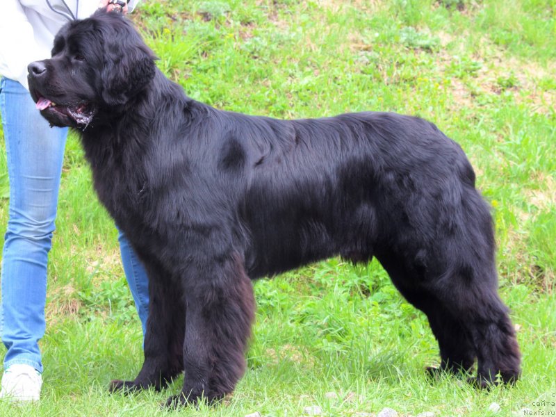 Фото: ньюфаундленд Pitern'yuf Hip-Hop (Питерньюф Хип-Хоп)