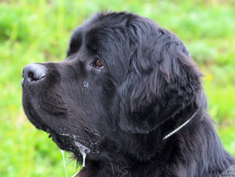 Фото: ньюфаундленд Pitern'yuf Hip-Hop (Питерньюф Хип-Хоп)