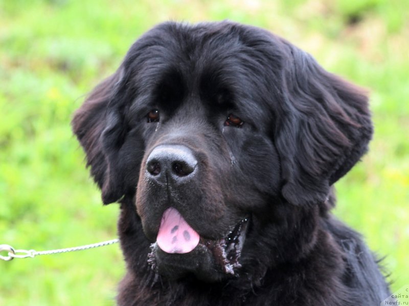 Фото: ньюфаундленд Pitern'yuf Hip-Hop (Питерньюф Хип-Хоп)