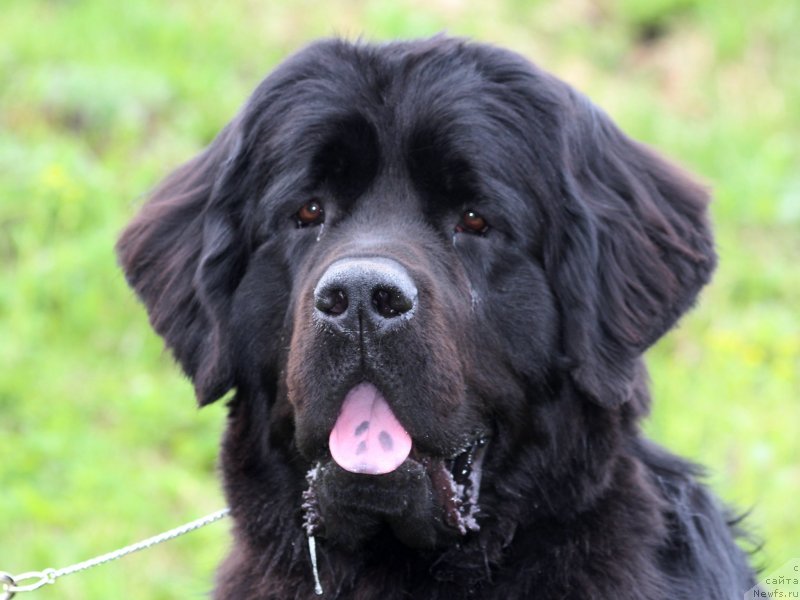 Фото: ньюфаундленд Pitern'yuf Hip-Hop (Питерньюф Хип-Хоп)