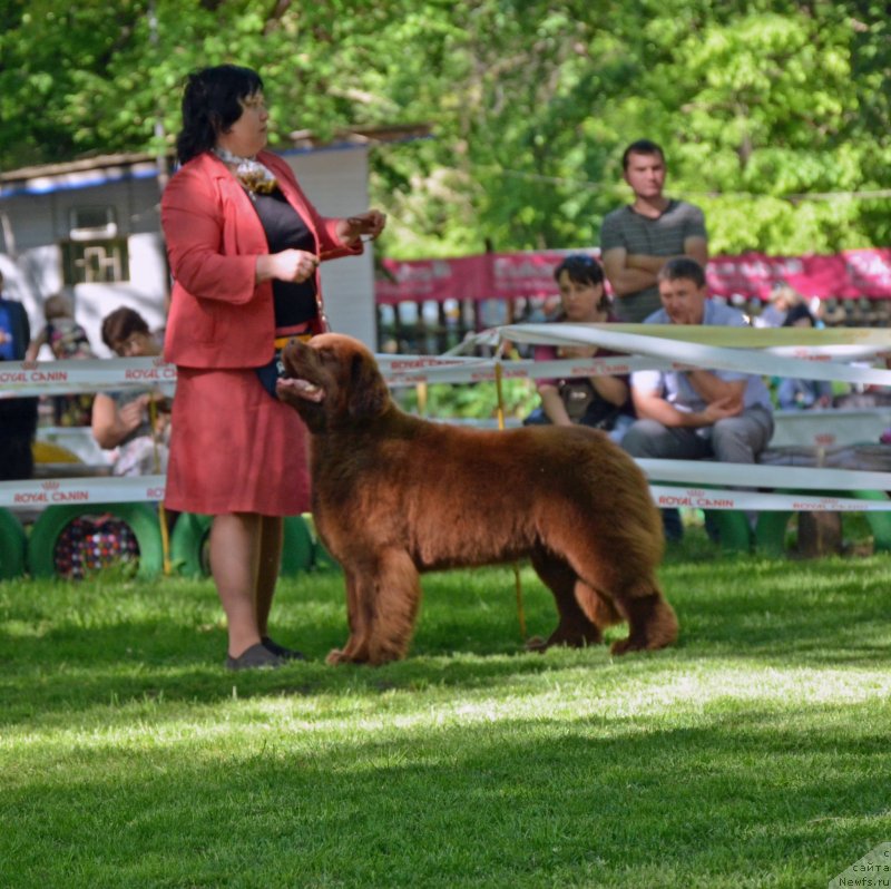 Фото: ньюфаундленд Happyness Long-Awaited s Berega Dona (Хаппинесс Лонг-Аваитед с Берега Дона)