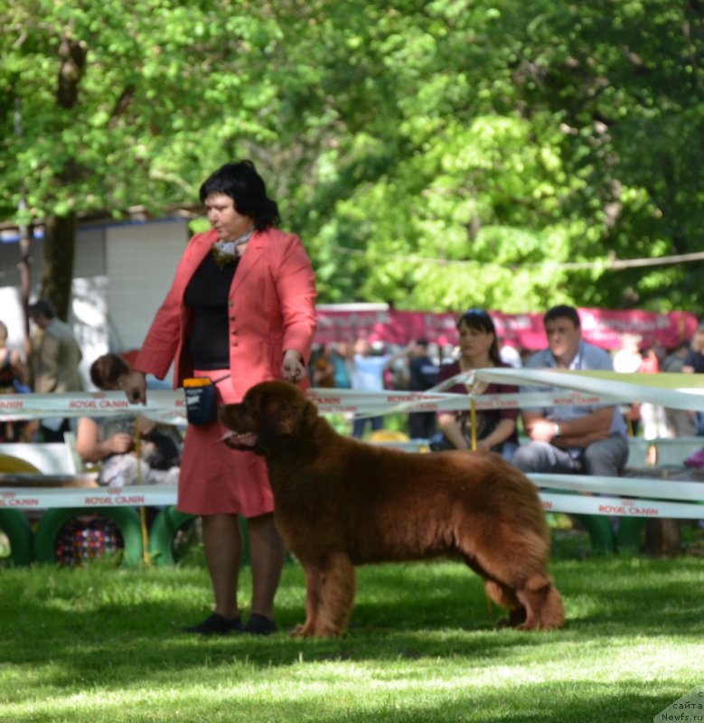 Фото: ньюфаундленд Happyness Long-Awaited s Berega Dona (Хаппинесс Лонг-Аваитед с Берега Дона)