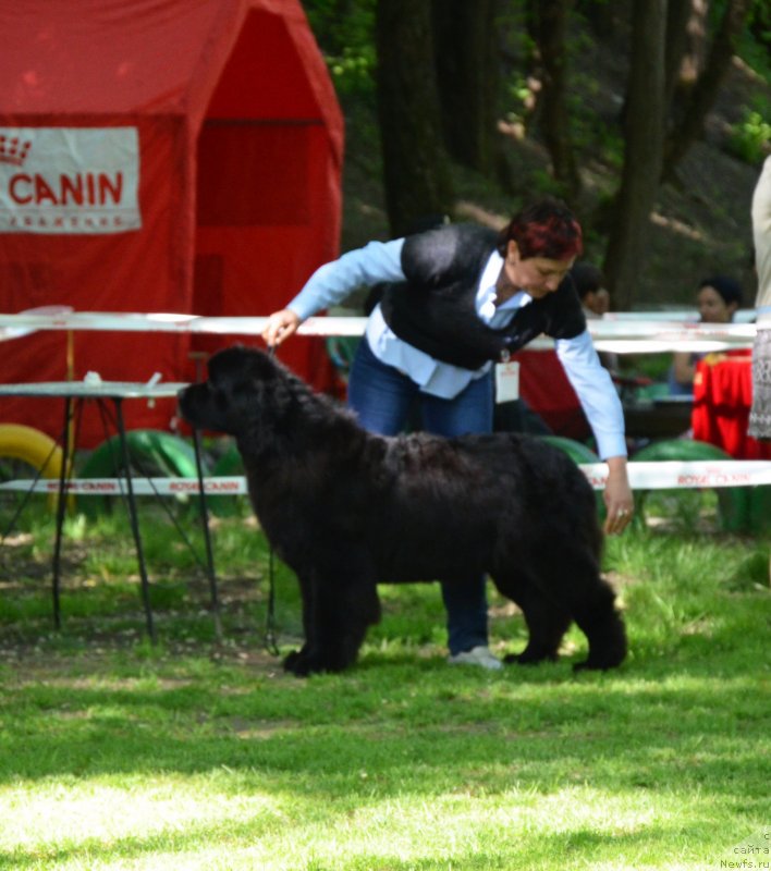 Фото: ньюфаундленд Aquatoriya Kelvin Franshize (Акватория Келвин Франшиза)