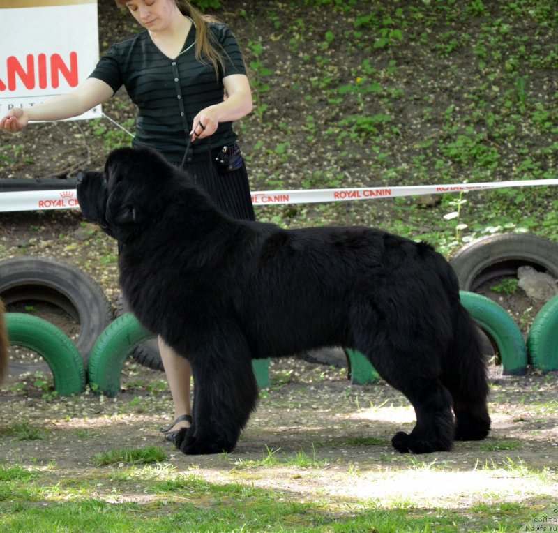 Фото: ньюфаундленд Beguschaya po Volnam Zillion (Бегущая по Волнам Зиллион)