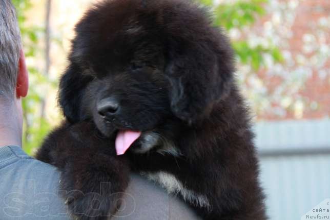 Фото: Дети от, ньюфаундленд Abbat Black Sabbath Super Mishka, ньюфаундленд Angel of Love