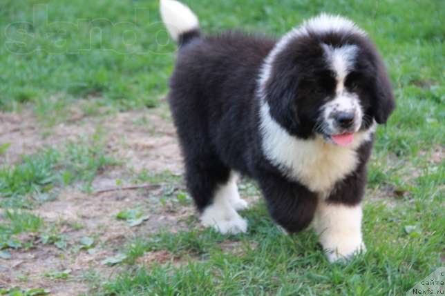 Фото: Дети от, ньюфаундленд Abbat Black Sabbath Super Mishka, ньюфаундленд Angel of Love