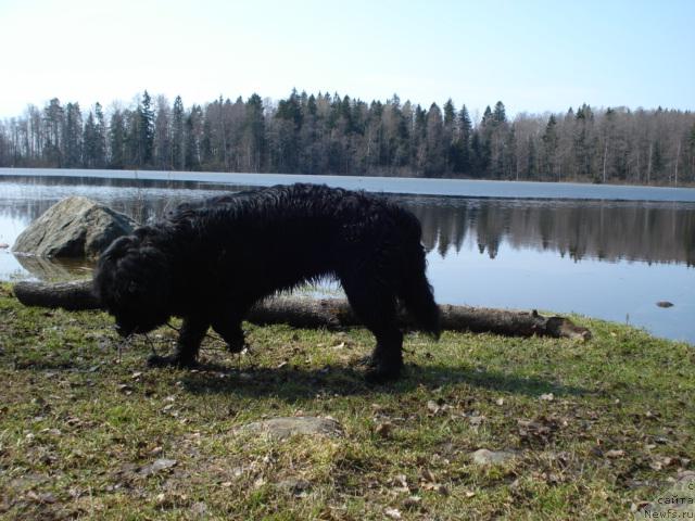 Фото: ньюфаундленд Talula Bell (Талула Белл)