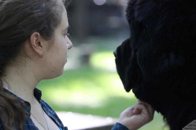 Фото: ньюфаундленд Beguschaya po Volnam Zillion (Бегущая по Волнам Зиллион)