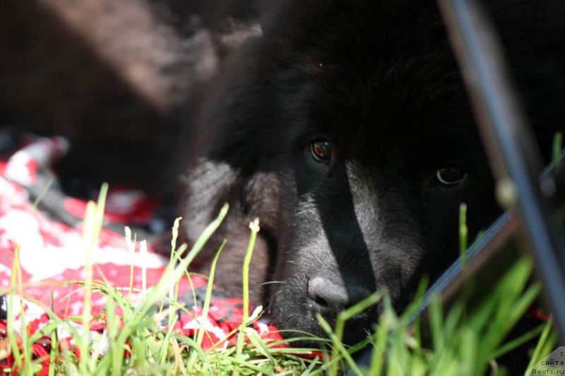 Фотография № 124748