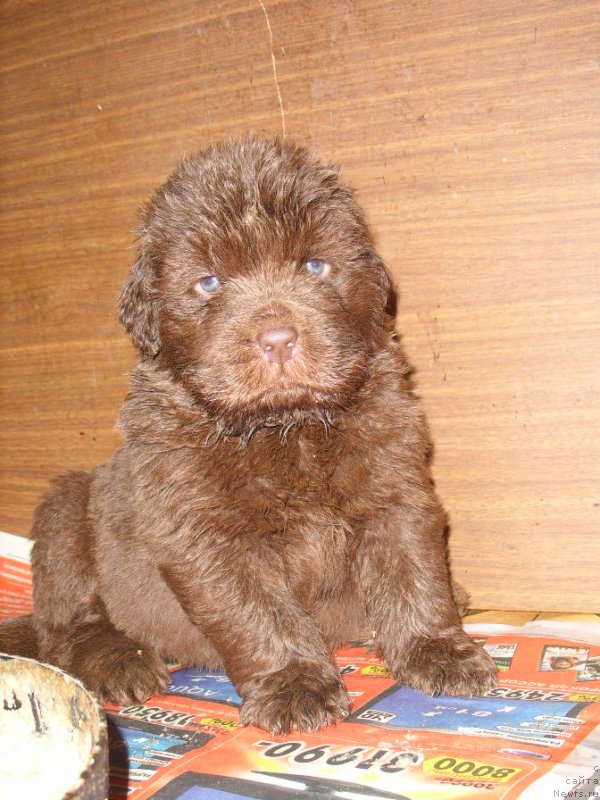 Фото: ньюфаундленд CHernyiy SHarm Amber Best Dog FO Marleon (Черный Шарм Амбер Бест Дог ФО Марлеон), ньюфаундленд Jozefina Ledi Prekrasnaya (Жозефина Леди Прекрасная), ДЕТКИ