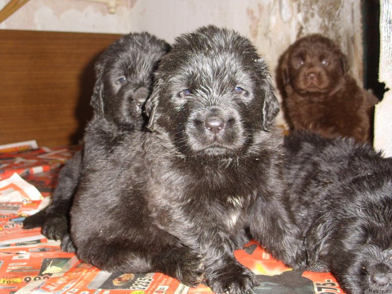 Фото: ДЕТИ, ньюфаундленд CHernyiy SHarm Amber Best Dog FO Marleon (Черный Шарм Амбер Бест Дог ФО Марлеон), ньюфаундленд Jozefina Ledi Prekrasnaya (Жозефина Леди Прекрасная)