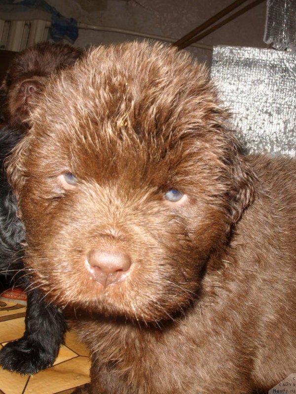 Фото: ДЕТИ, ньюфаундленд CHernyiy SHarm Amber Best Dog FO Marleon (Черный Шарм Амбер Бест Дог ФО Марлеон), ньюфаундленд Jozefina Ledi Prekrasnaya (Жозефина Леди Прекрасная)