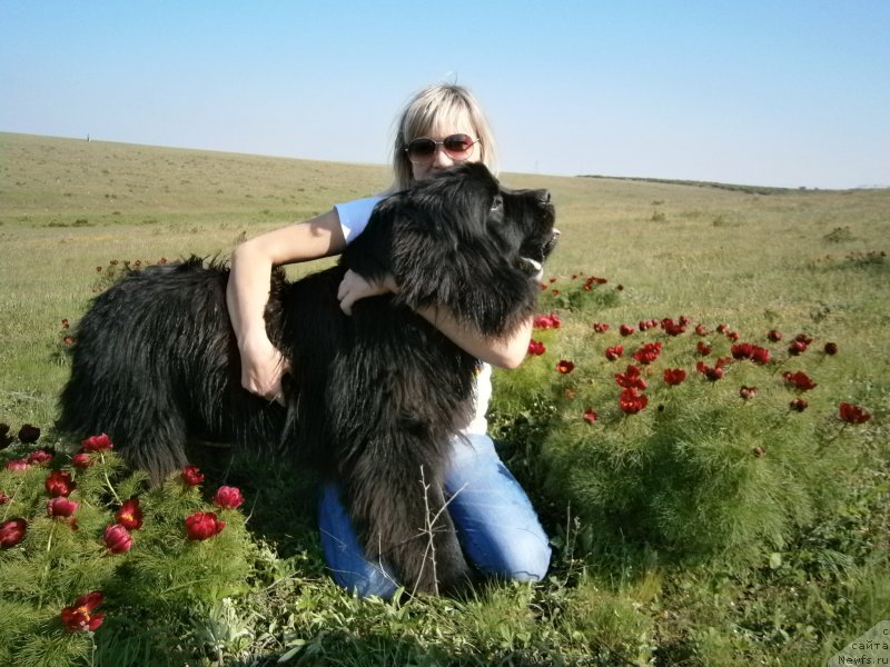 Фото: ньюфаундленд Sekret Uspeha Kara Deniz (Секрет Успеха Кара Дениз), Polina SHapovalova (Полина Шаповалова)