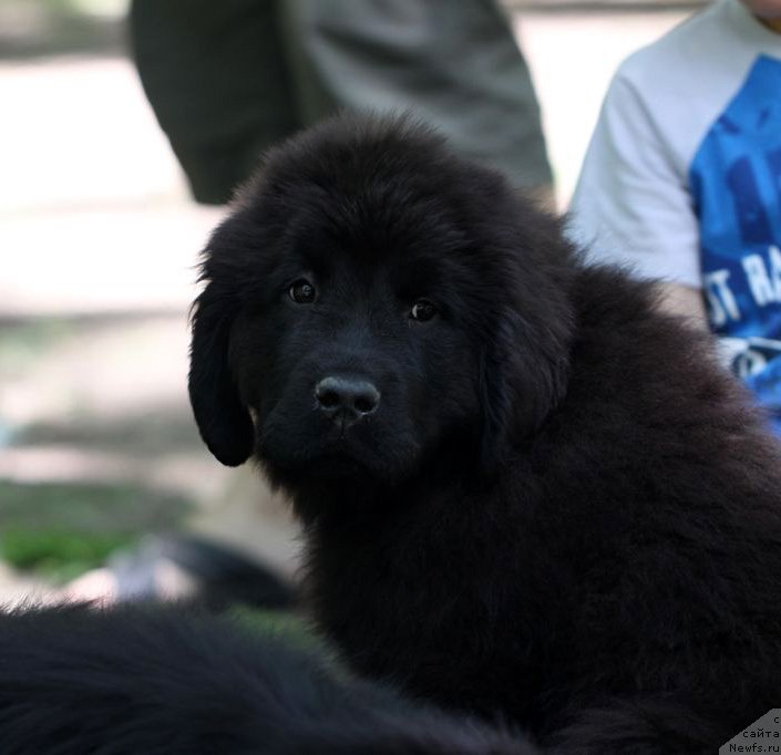 Фото: ньюфаундленд Amber CHarm Impression (Амбер Чарм Импрессион)