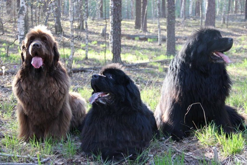 Фото: ньюфаундленд Barhatka Roskoshnaya (Бархатка Роскошная), ньюфаундленд Baloven' Sud'byi (Баловень Судьбы), ньюфаундленд N'yufort Lunnyiy Barhat (Ньюфорт Лунный Бархат)