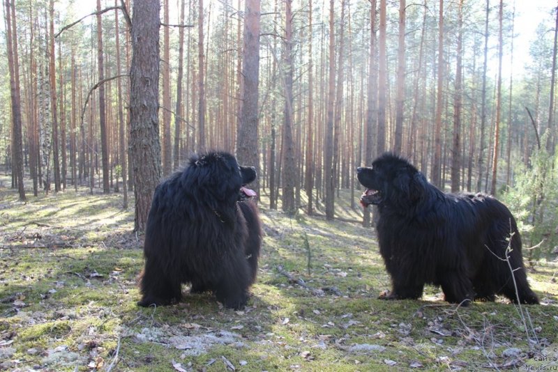 Фото: ньюфаундленд Baloven' Sud'byi (Баловень Судьбы), ньюфаундленд N'yufort Lunnyiy Barhat (Ньюфорт Лунный Бархат)