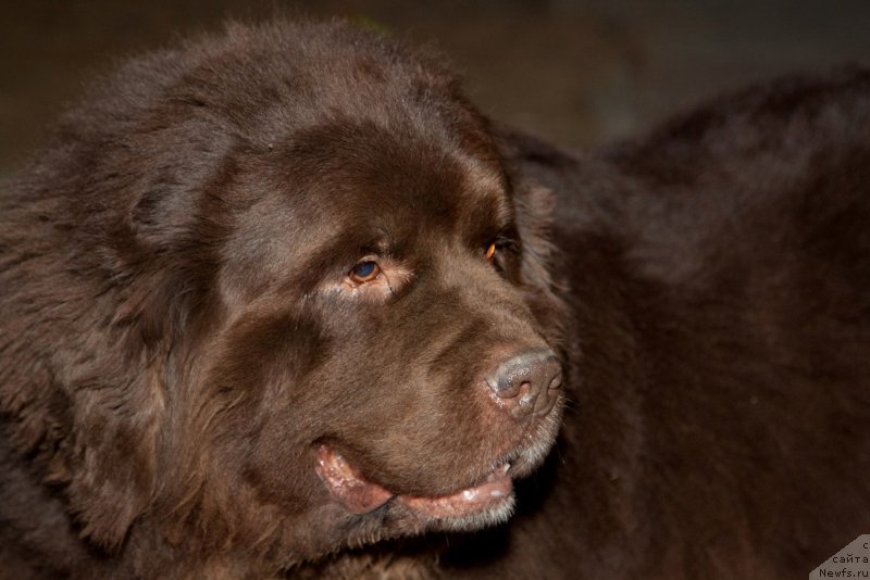 Фото: ньюфаундленд Eleron Brown (Элерон Браун), ньюфаундленд Eleron Brown (Элерон Браун)