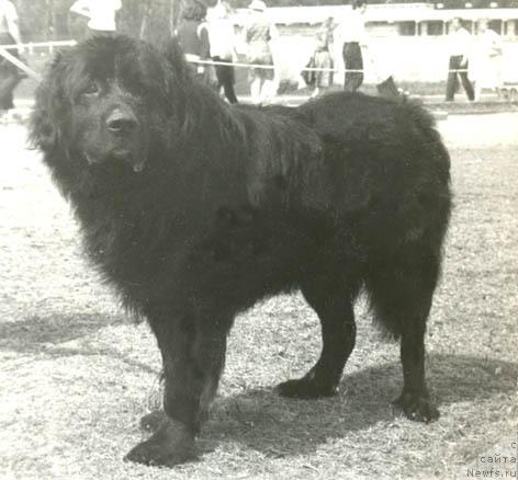 Фото: ньюфаундленд Ustin Regi Morsi (Устин Реги Морси)