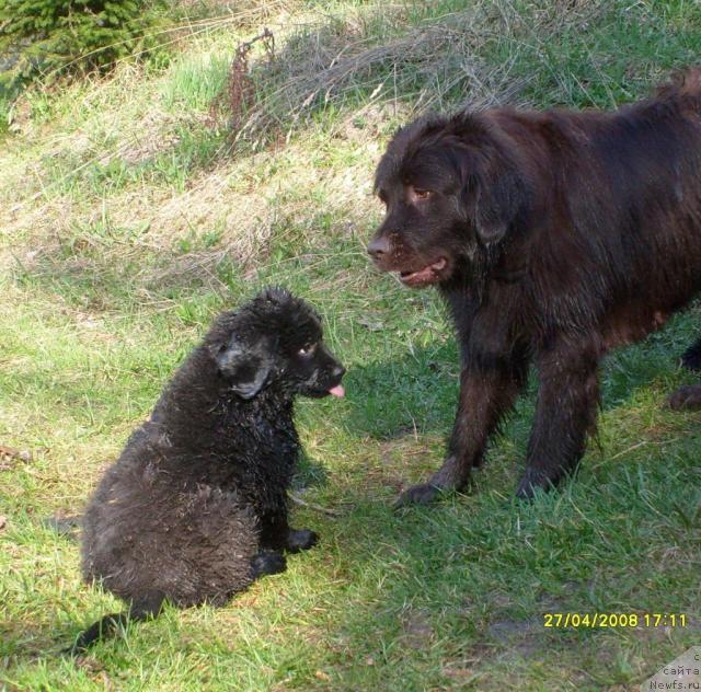 Фото: ньюфаундленд Taori Ross (Таори Росс), ньюфаундленд Konni Flayfi (Конни Флайфи)