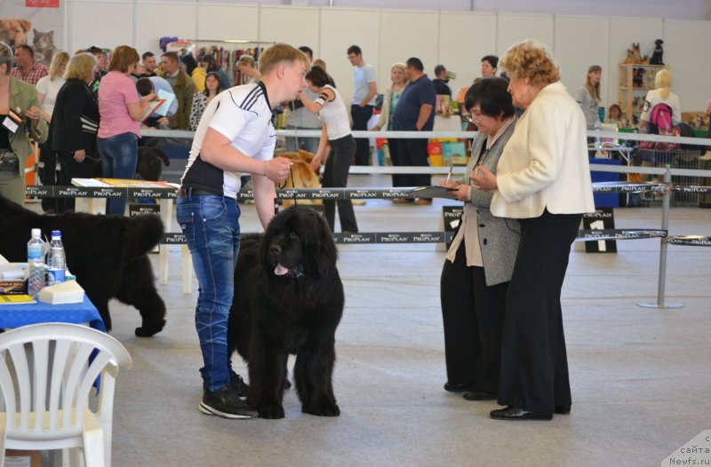 Фото: ньюфаундленд Simbad Pokoritel' Morey (Симбад Покоритель Морей)
