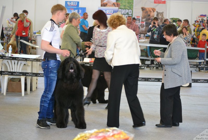 Фото: ньюфаундленд Simbad Pokoritel' Morey (Симбад Покоритель Морей)