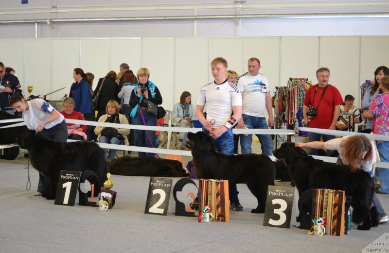 Фото: ньюфаундленд Skarlet O'Hara (Скарлет О'Хара)