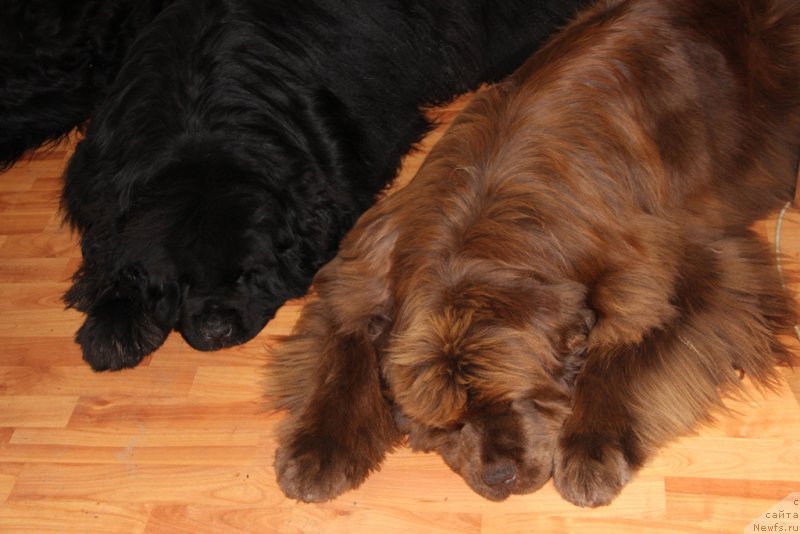 Фото: ньюфаундленд Barhatka Roskoshnaya (Бархатка Роскошная), ньюфаундленд Baloven' Sud'byi (Баловень Судьбы)