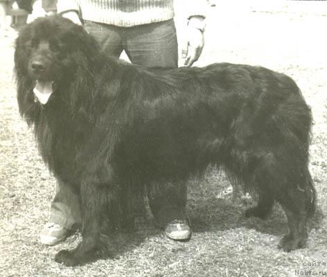 Фото: ньюфаундленд Vikont (Виконт)