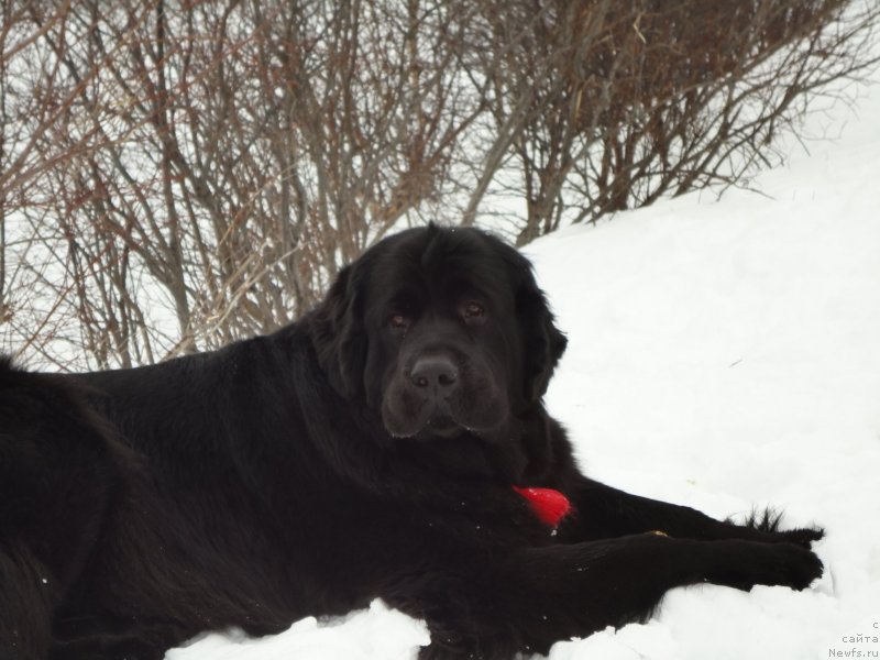 Фото: ньюфаундленд Dul'sineya Gagarinskaya (Дульсинея Гагаринская)