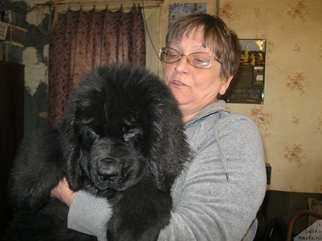 Фото: ньюфаундленд CHeslava Dar Gaya Pachchi-Nikol' (Чеслава Дар Гая Паччи-Николь)