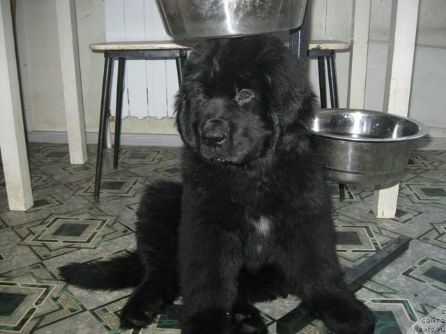 Фотография № 124905