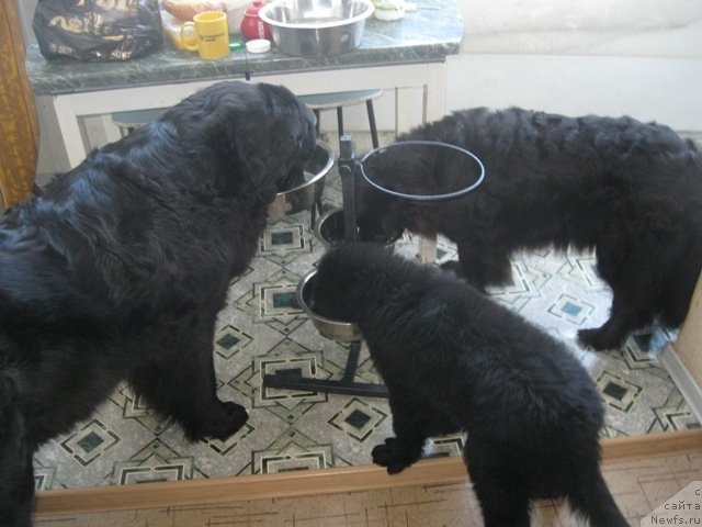 Фото: ньюфаундленд CHeslava Dar Gaya Pachchi-Nikol' (Чеслава Дар Гая Паччи-Николь)