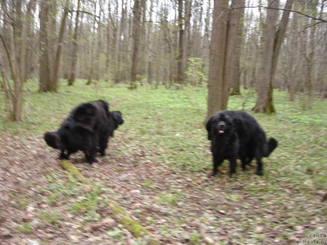 Фото: ньюфаундленды