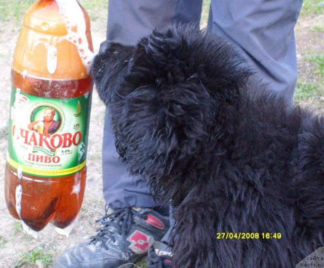 Фото: ньюфаундленд K-Ledy Tiamo (К-Леди Тиамо)