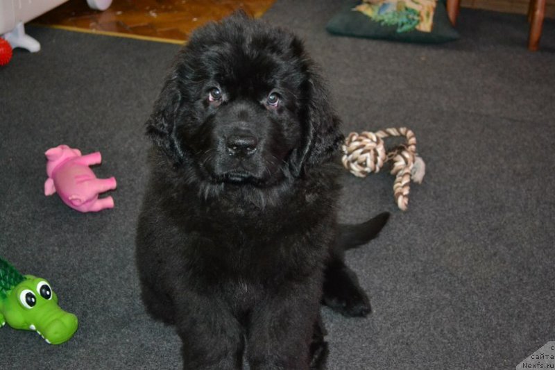 Фото: ньюфаундленд Chernaya Mafia Zoom Into Me (Черная Мафия Зоом Инто Ме)