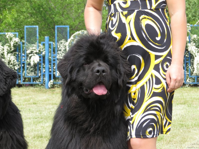 Фото: ньюфаундленд Schastlivyj Sluchay Kara Deniz (Счастливый Случай Кара Дениз)