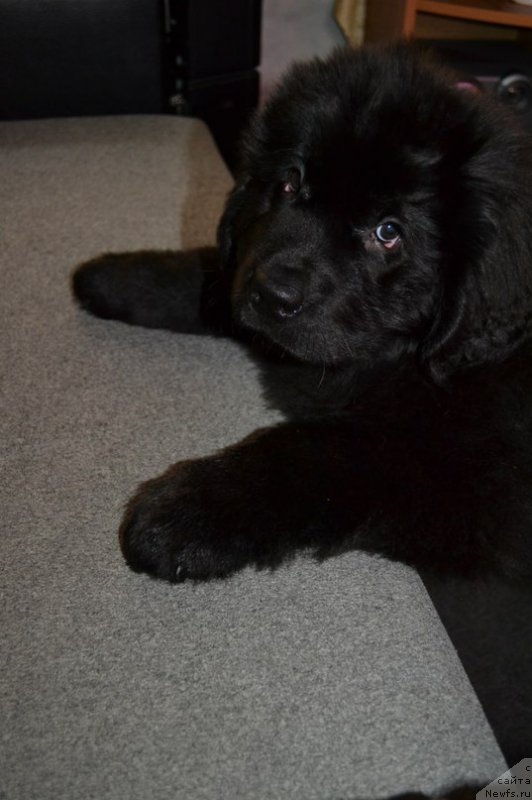 Фото: ньюфаундленд Chernaya Mafia Zoom Into Me (Черная Мафия Зоом Инто Ме)